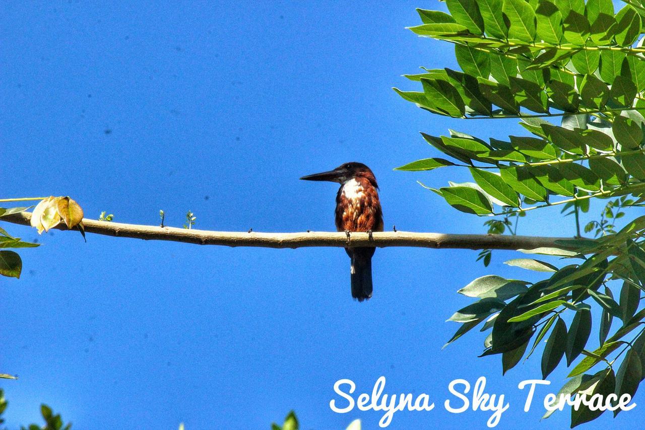 康提Selyna Sky Terrace住宿加早餐旅馆 外观 照片